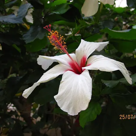 Narkissos 2* Arhángelosz