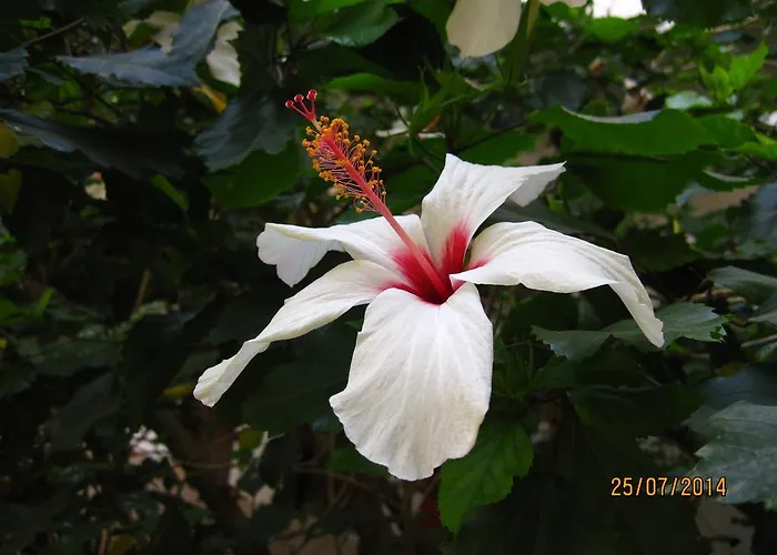 Narkissos 2* アルハンゲロス