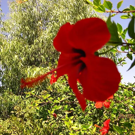 酒店 纳基索斯酒店 阿彻奇洛斯